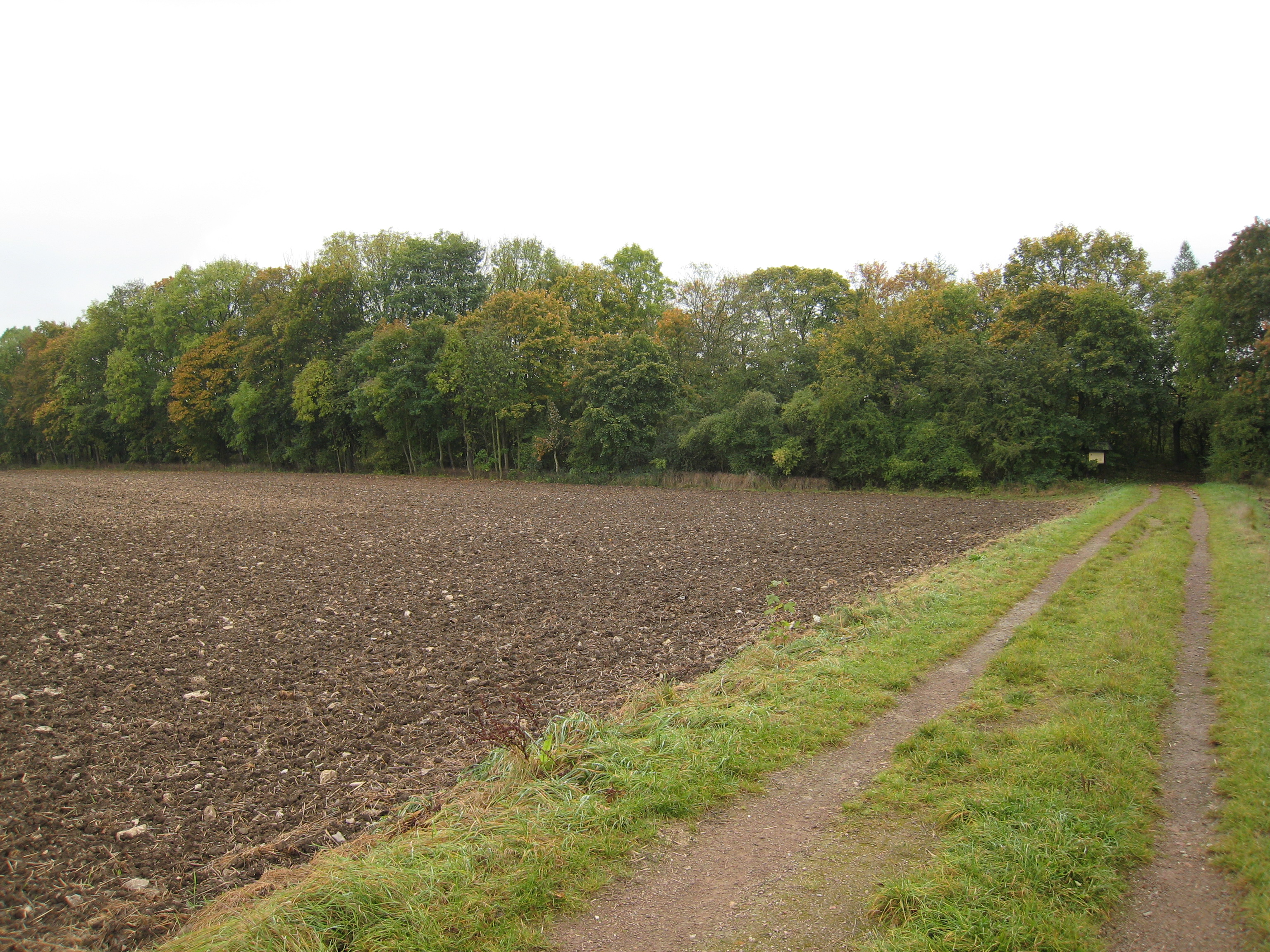 Acker und Feldweg vor dem bewaldeten Gelände der Alteburg in Arnstadt.